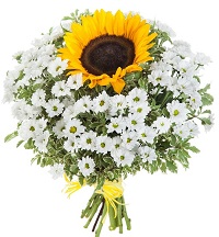 Sunflower and chamomile.     . Belflower -    .     .