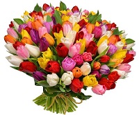  .     . Belflower -    .     .