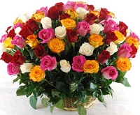   !.     . Belflower -    .     .