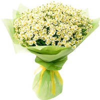  .     . Belflower -    .     .