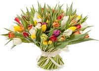  .     . Belflower -    .     .