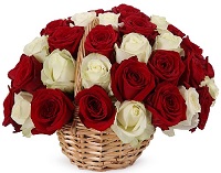  .     . Belflower -    .     .