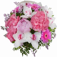 .     . Belflower -    .     .
