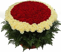    !.     . Belflower -    .     .