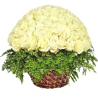   !.     . Belflower -    .     .
