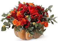   !.     . Belflower -    .     .