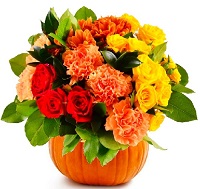  !.     . Belflower -    .     .