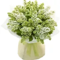    !.     . Belflower -    .     .
