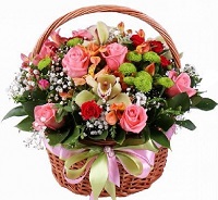  .     . Belflower -    .     .