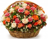  .     . Belflower -    .     .