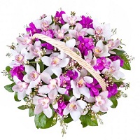   .     . Belflower -    .     .