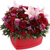  ....     . Belflower -    .     .