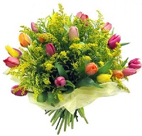   .     . Belflower -    .     .