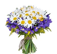  !.     . Belflower -    .     .