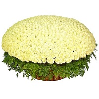  !.     . Belflower -    .     .