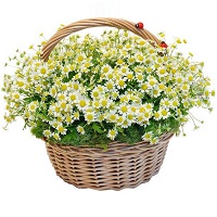   ....     . Belflower -    .     .