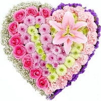  ,  !.     . Belflower -    .     .