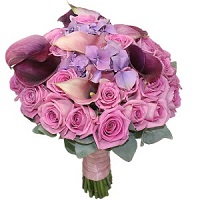  .     . Belflower -    .     .